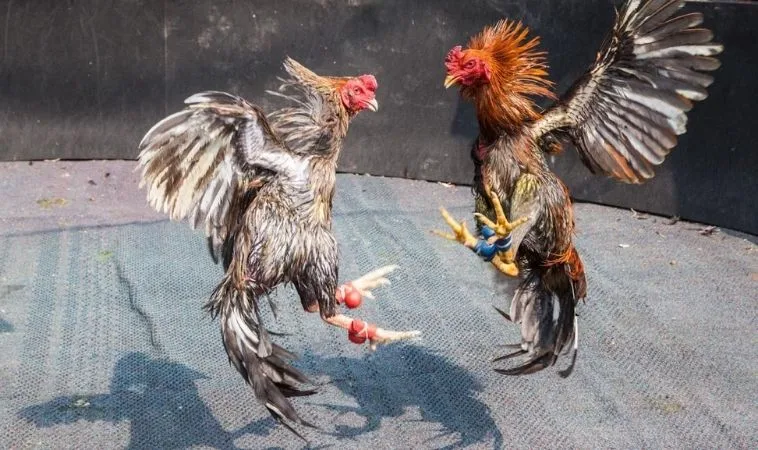 Đá Gà Sabong Tại 22Bet