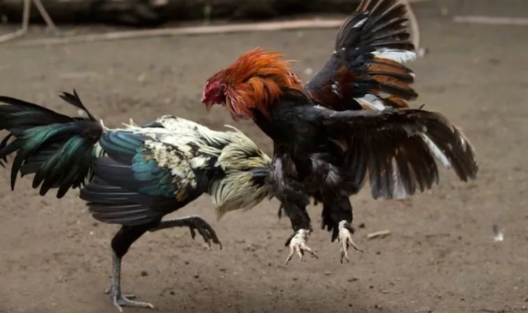 Sảnh đá gà 22BET quy tụ nhiều chiến kê dũng mãnh