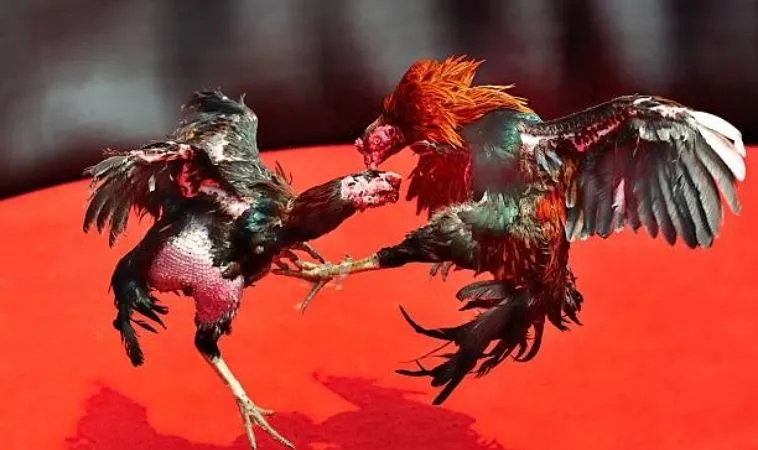 Đá Gà GA28 Tại 22Bet